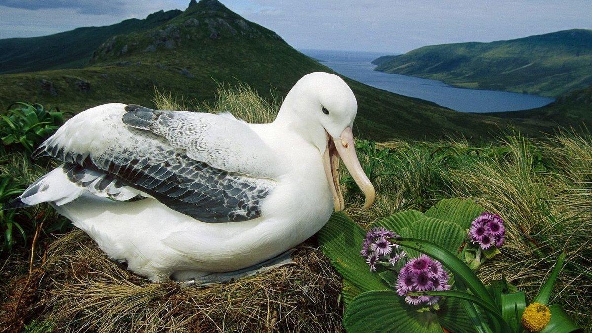 Странствующий альбатрос