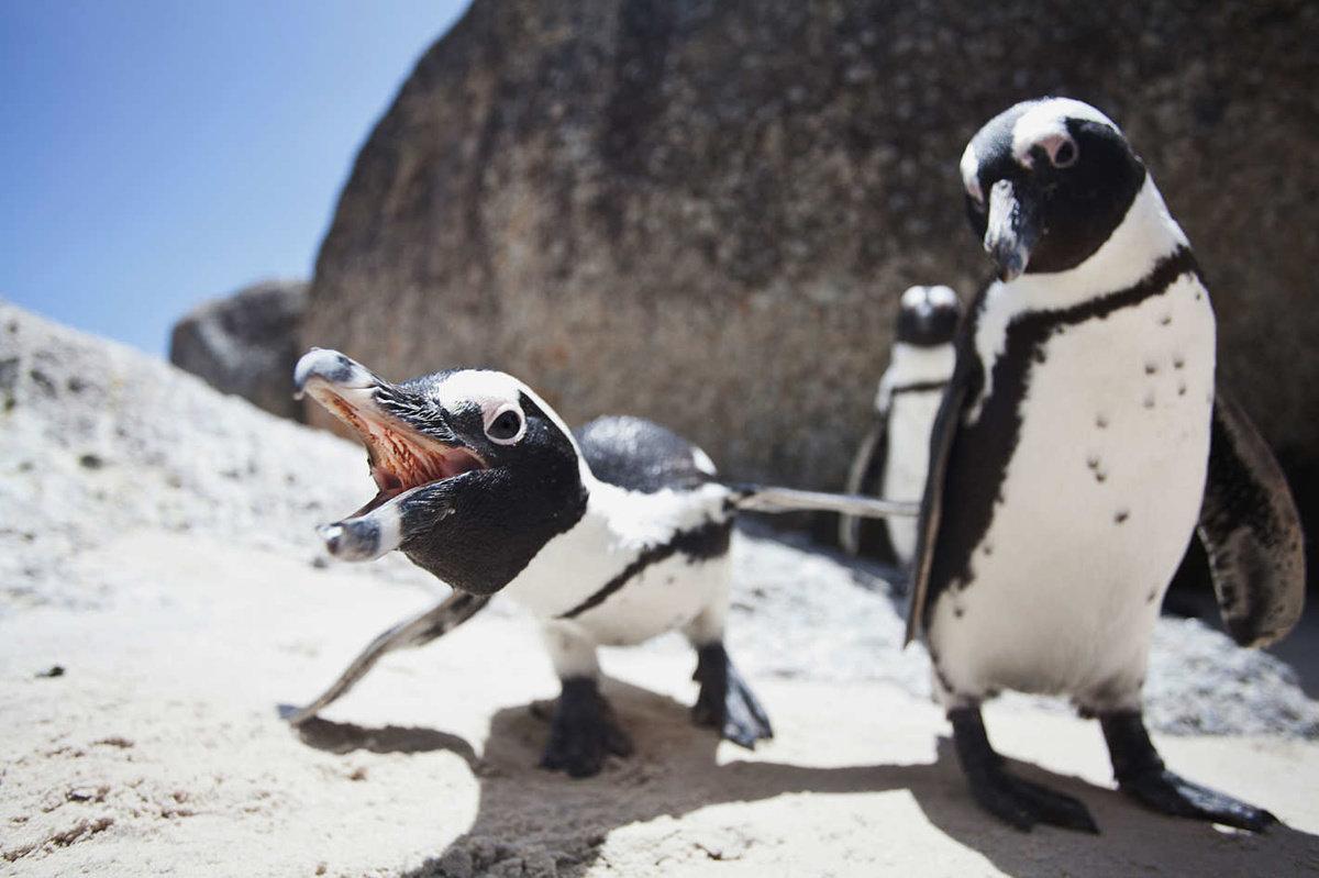 Очковый Пингвин в Африке