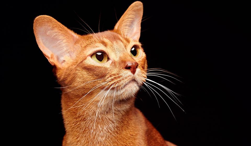 Абиссинская кошка - древнейшая порода мира