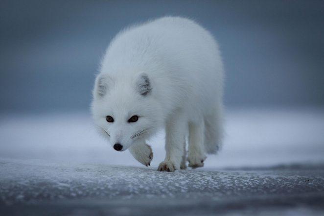 Песец. От чего зависит цвет меха белого арктического лиса?