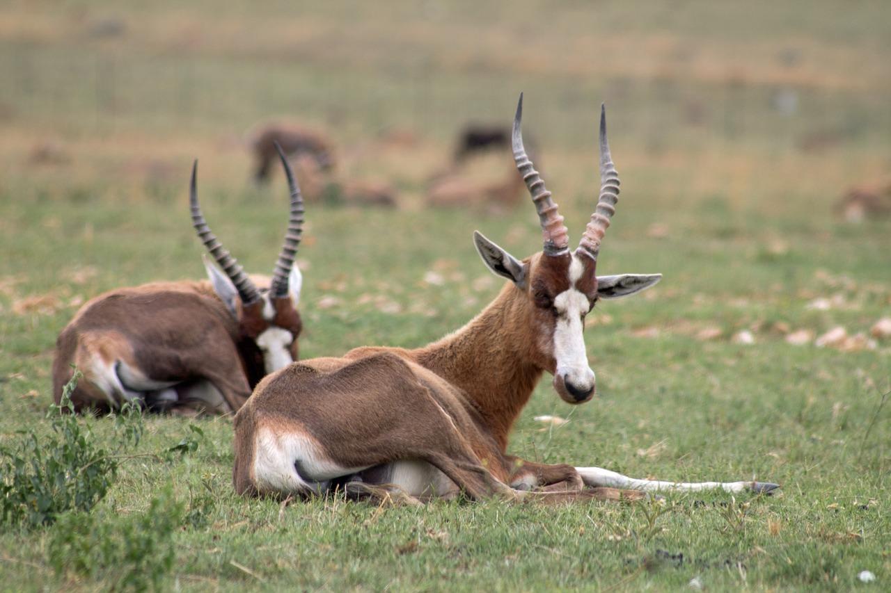 Виды и повадки антилоп