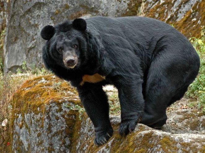 Где обитает гималайский медведь?