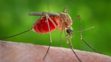 Почему чешется укус комара?