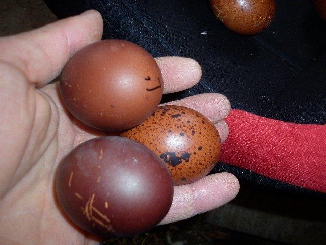 Почему куриные яйца белые или коричневые?