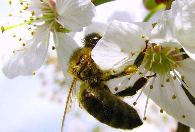 Если бы пчелы вымерли, как это повлияло бы на человечество?