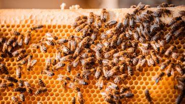 Я помогаю или сокращаю популяцию пчел, питаясь медом?