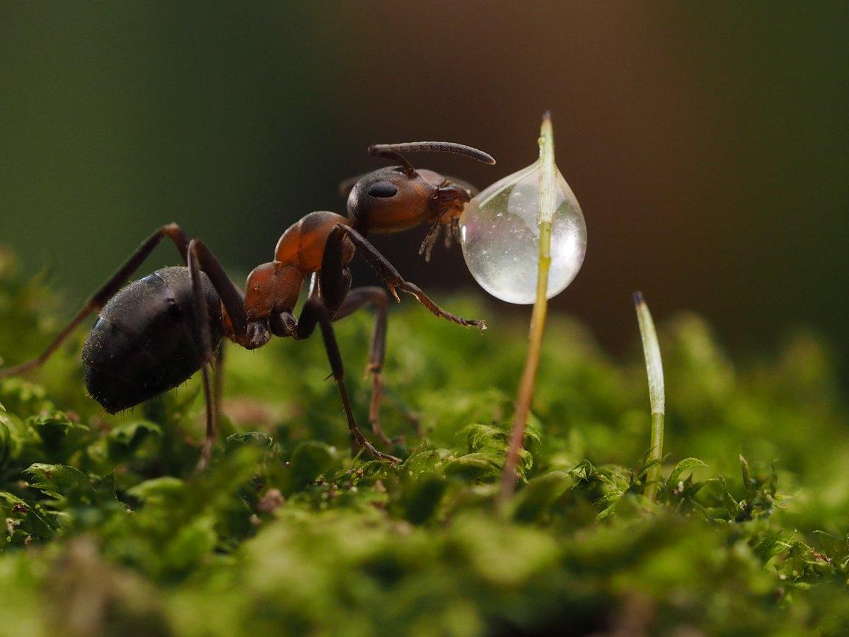 Биография муравьев и их связь с осами