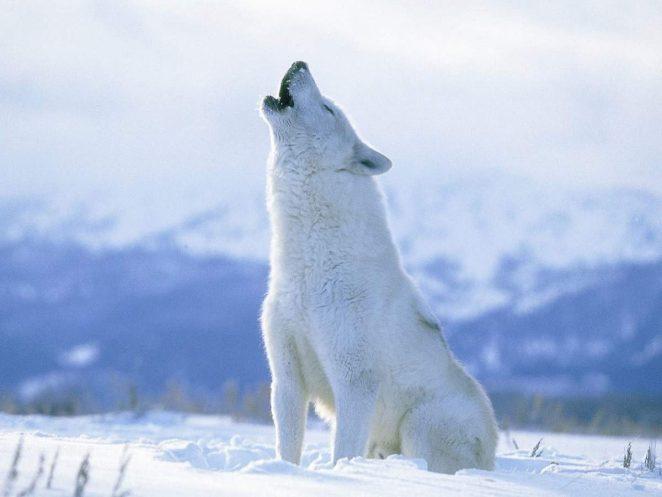 Белый полярный волк. Фото