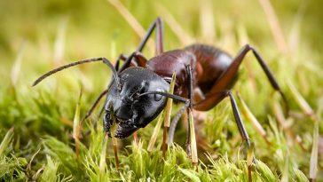 Биография муравьев и их связь с осами