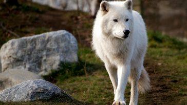 Белый полярный волк. Фото
