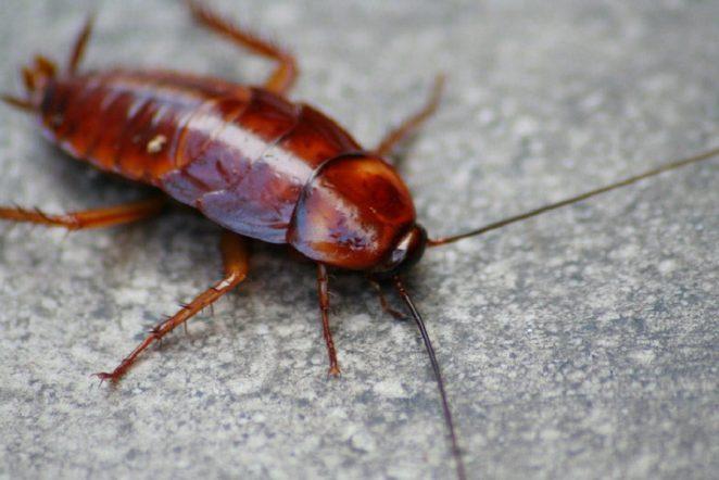 Правда ли, что тараканы переживут ядерную войну?