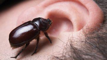 Может ли насекомое залезть в ухо или другое отверстие ночью?