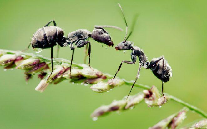 Есть ли у муравьев чувства?