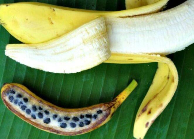Какой банан слаще спелый или зеленый?