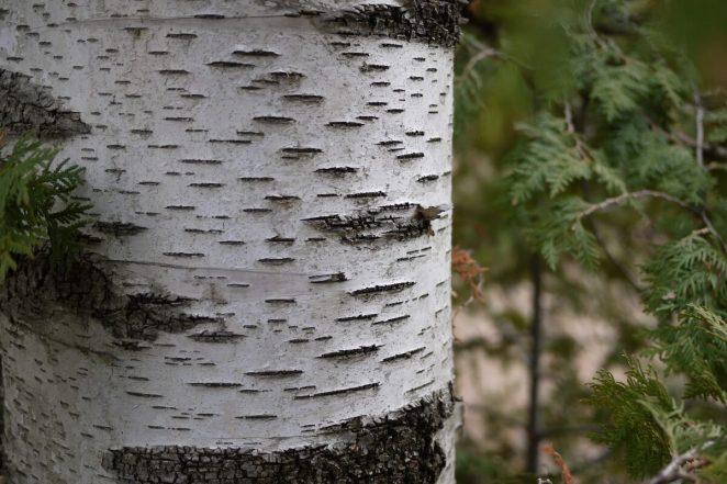 От чего зависит текстура коры дерева