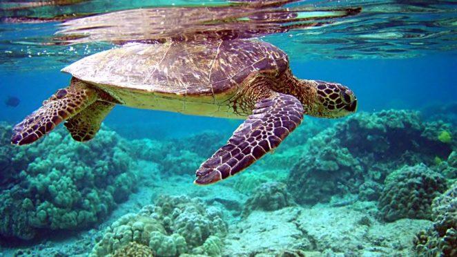 Как черепахи выживают под водой?