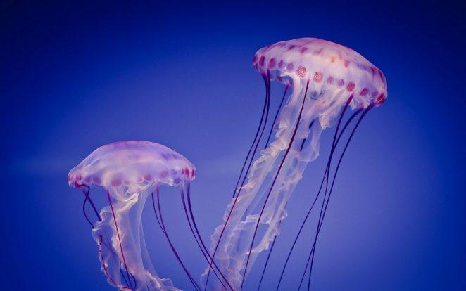 Как происходит размножение медуз?