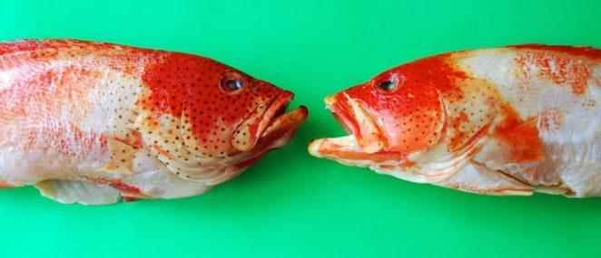 Есть ли у рыб язык?
