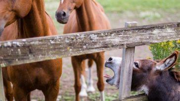 Зачем лошадям нужны подковы и почему ослам нет?