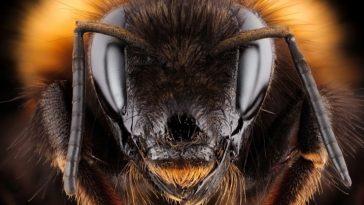 Пчелиная королева может ужалить?