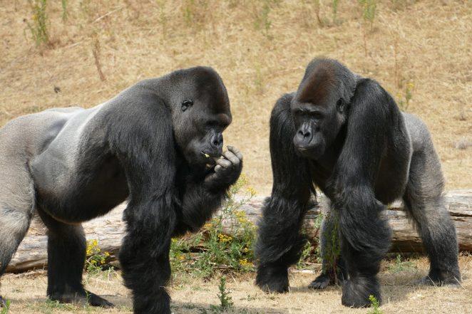 Как общаются гориллы?