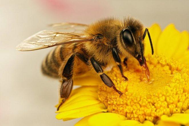 Как пение влияет на производство меда пчелами