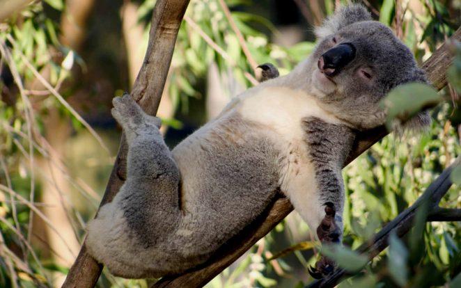 Как и какие звуки издает коала?