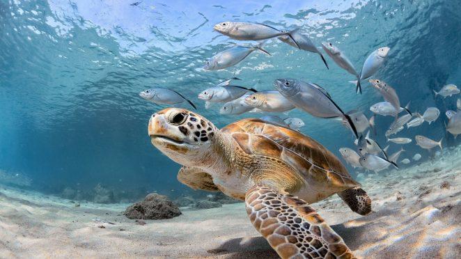 Как черепахи выживают под водой?