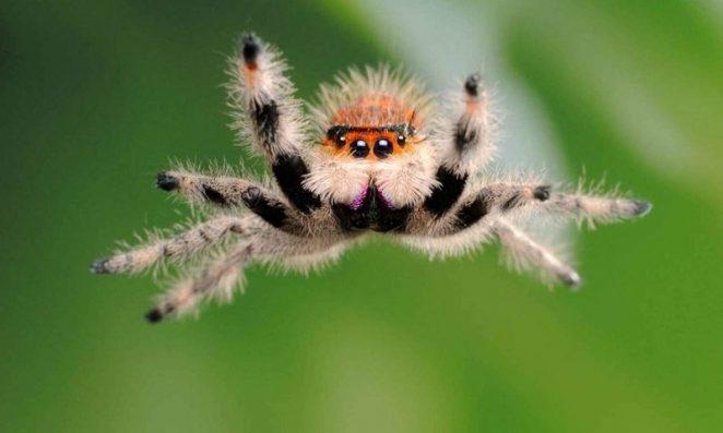 Как перестать бояться пауков?