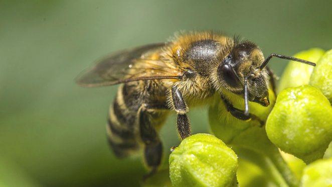 Пчелиная королева может ужалить?