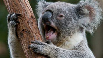 Как и какие звуки издает коала?