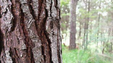 От чего зависит текстура коры дерева