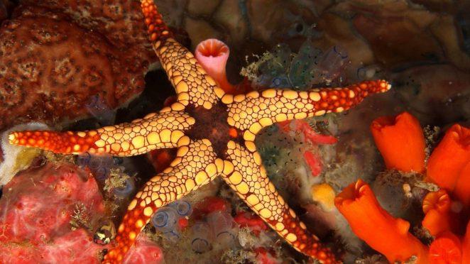 Морская звезда и её выворачивающийся желудок