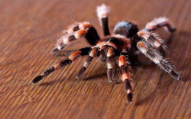 Арахнофобия, или история боязни пауков