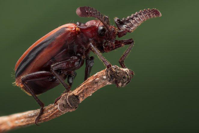 Возможна ли жизнь без насекомых?