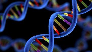 Что такое ДНК?