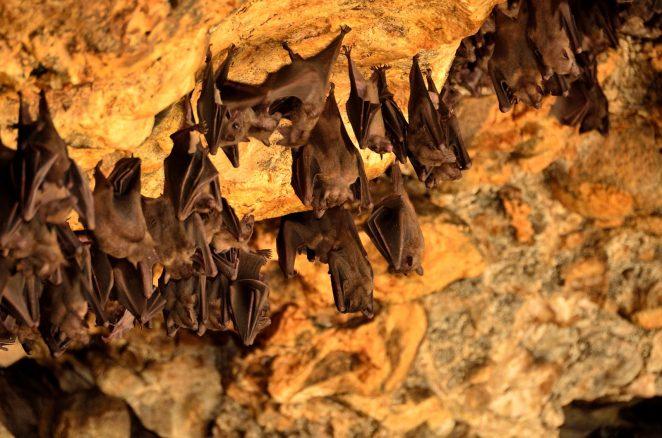 Почему летучие мыши живут в пещерах?