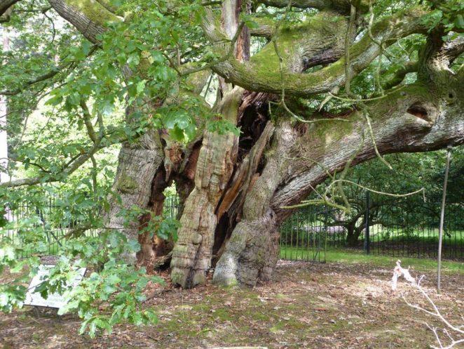 Дерево, которому 1000 лет, растет в Ливерпуле. Многие люди никогда не слышали о нем
