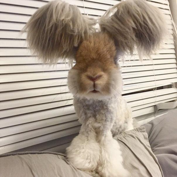 Уолли, кролик с самыми большими ушами