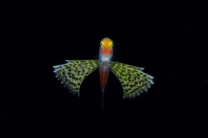 Как выглядит планктон. Фото от Рио Минемизу