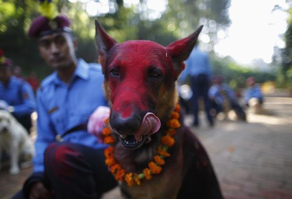 Кукур Тихар. Фестиваль собак в Непале