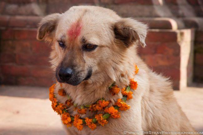 Кукур Тихар. Фестиваль собак в Непале