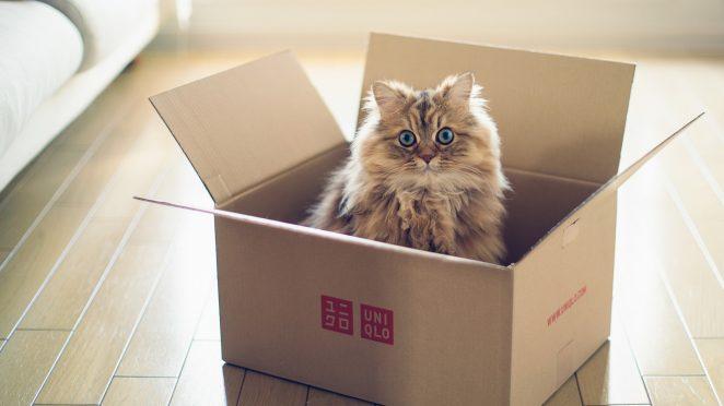 Почему кошки любят коробки? Ученые выяснили причины и нашли ответ