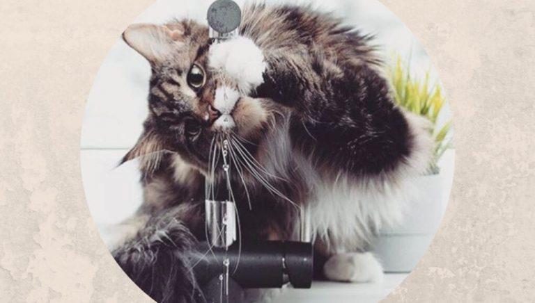 Кошка пьет воду причины. Кот пьет из под крана. Кот пьет воду из под крана фон. Кот на даче пьёт воду из под крана. Кот пьёт много воды почему.
