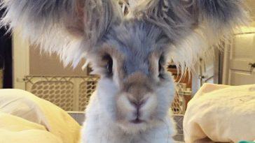 Уолли, кролик с самыми большими ушами