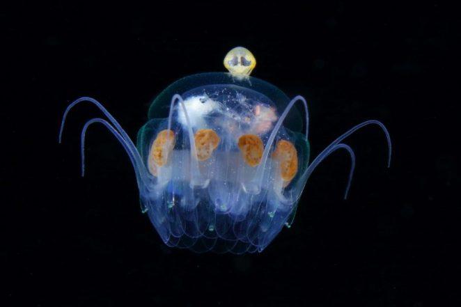 Как выглядит планктон. Фото от Рио Минемизу