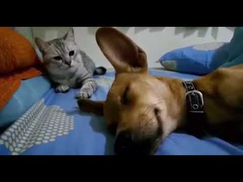 Собака пукает во сне. Смешная реакция кошки.