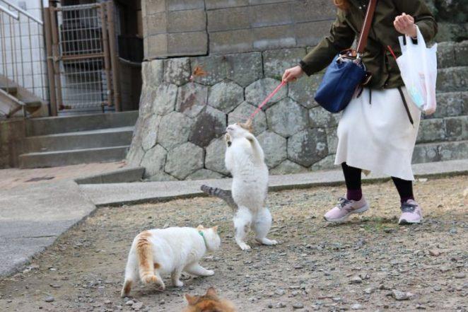 Аосима и Тасиро - острова кошек в Японии