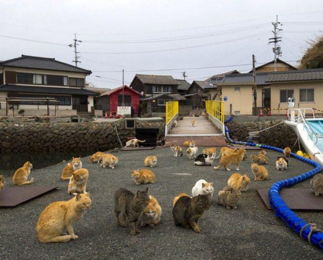 Аосима и Тасиро - острова кошек в Японии