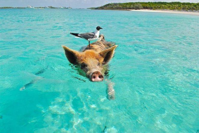 Пиг-Бич - Остров Свиней на Багамах
